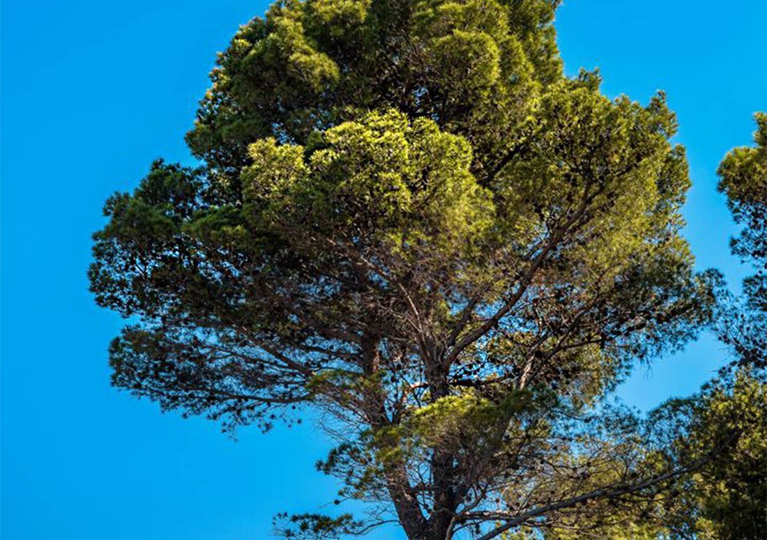 FOTO Neobičan bor opstaje, usprkos zakonima fizike: “Neka tajanstvena sila ga drži da ne padne”