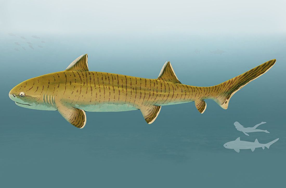 SPEKTAKULARNO OTKRIĆE FOSILA Morski pas star 150 milijuna godina bio je jedan od najvećih u svom vremenu