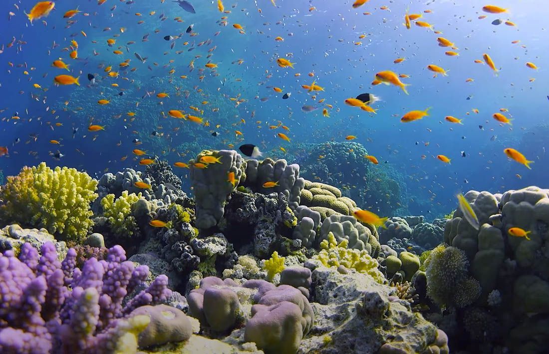 KORALJNI GREBENI Ekosustavi za sebe