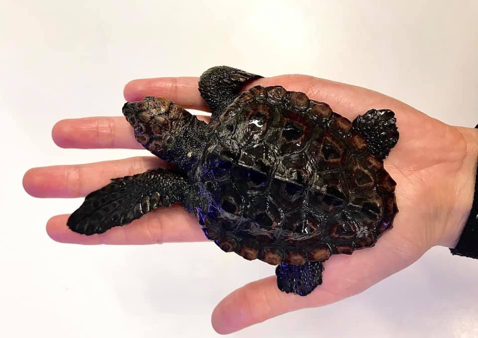 U uvali Javić na Korčuli pronađena najmanja jedinka glavate želve u Jadranu