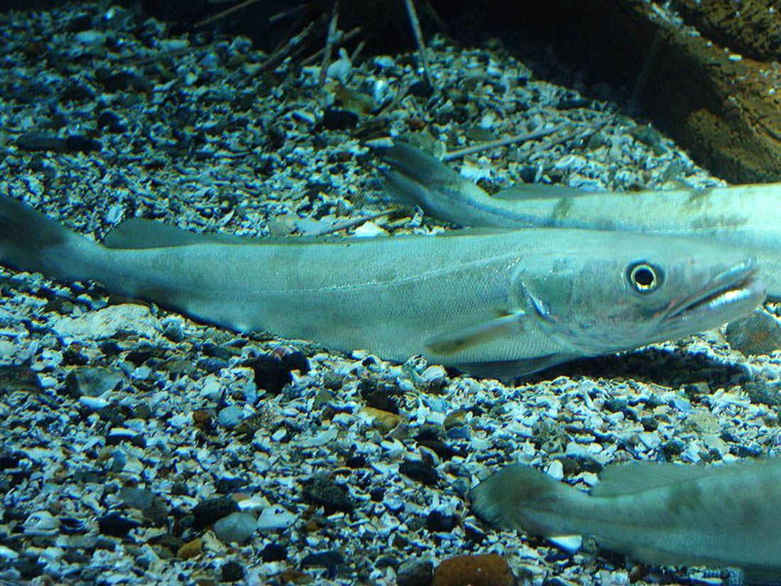 UZGOJ MOLA ILI OSLIĆA Ogroman potencijal u marikulturi