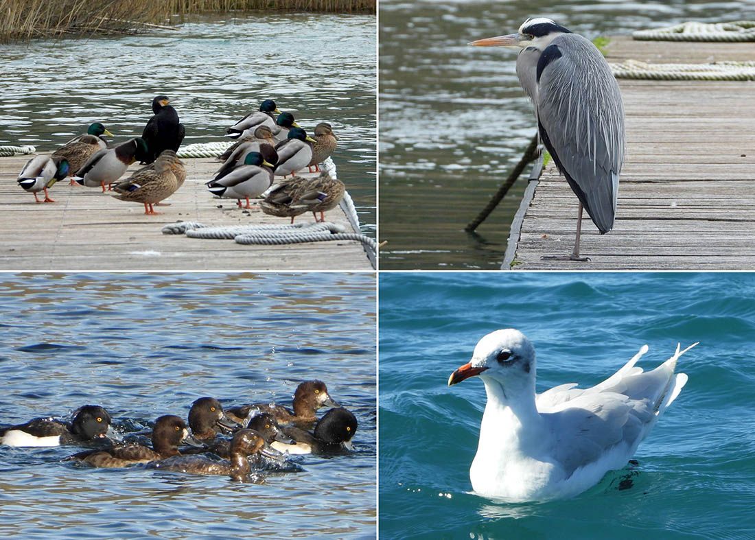 FOTO Zimsko prebrojavanje ptica vodarica u Nacionalnom parku „Krka“