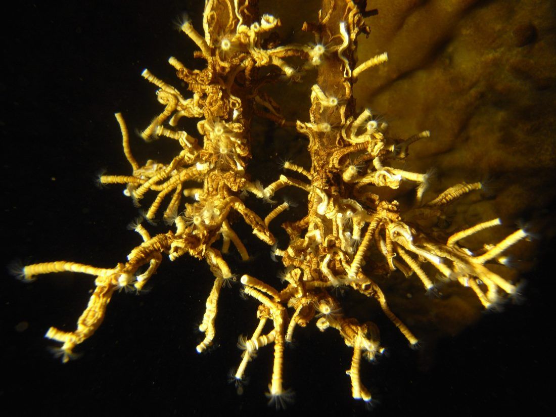 PODZEMNI SVIJET KRŠA Dinarski špiljski cjevaš