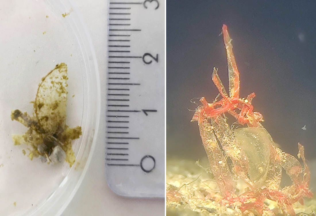 UTOČIŠTE ZA PLEMENITE PERISKE Aquarium Pula surađuje s Institutom za znanost o moru iz Valencije