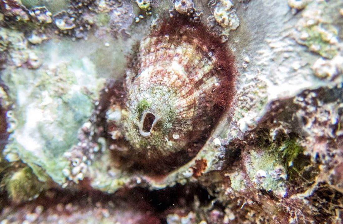 JESTE LI GA VIDJELI? Ova vrsta priljepka zadnji put viđena na obali Splita sredinom prošle godine