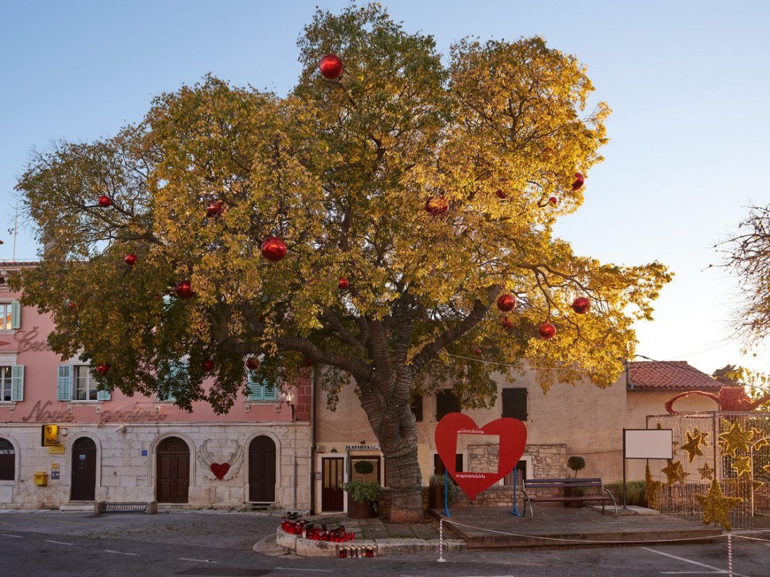 Bira se Europsko stablo godine – Podržite najstariju Medulinku!