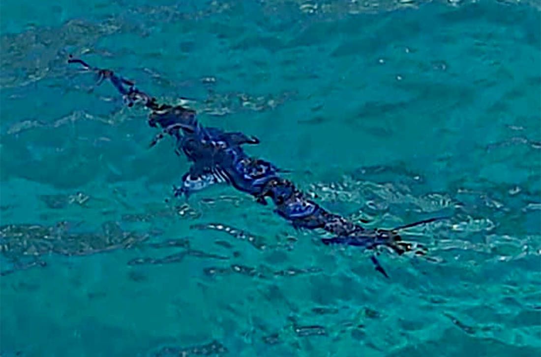 Hvaranka u plićaku ugledala ribu koja može narasti do čak 650 kilograma