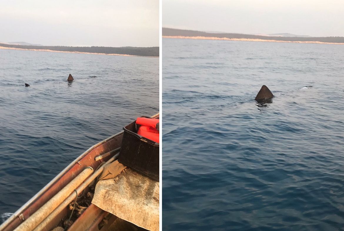 VIDEO: GOROSTASNA PSINA U ISTRI – Druga najveća riba na planeti, rađa mlade od dva metra