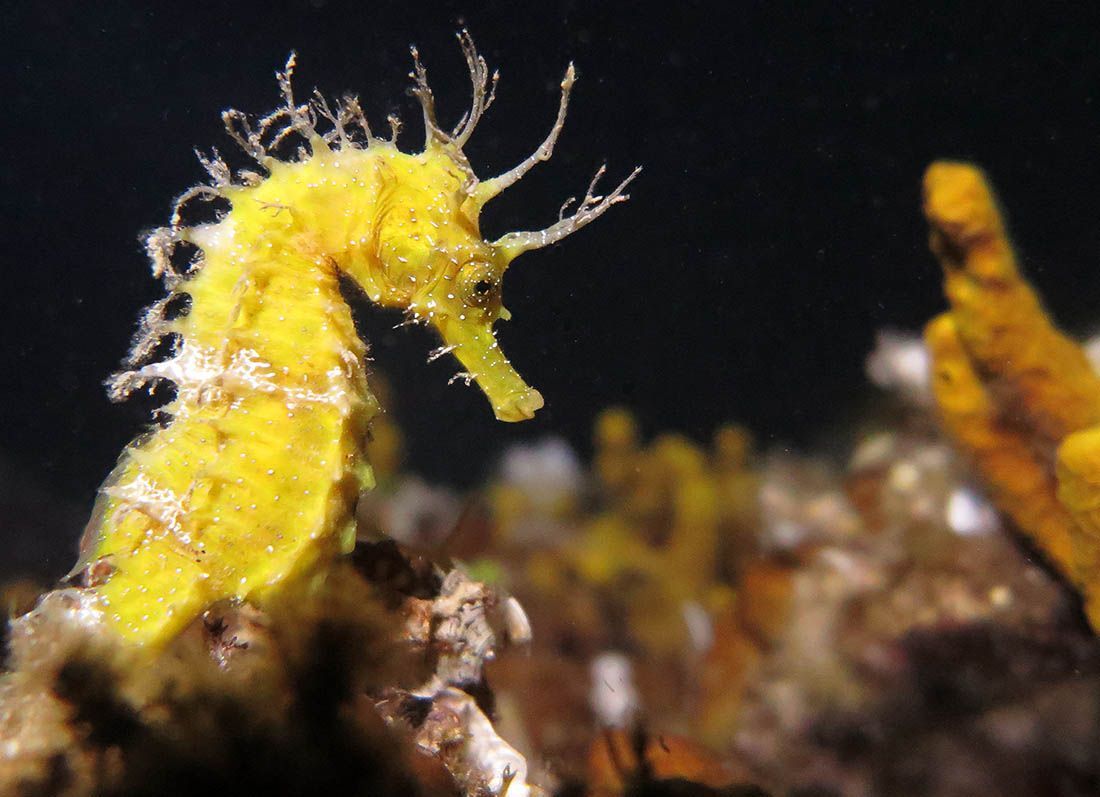 Koncept zaštite podmorja s morskim konjicima