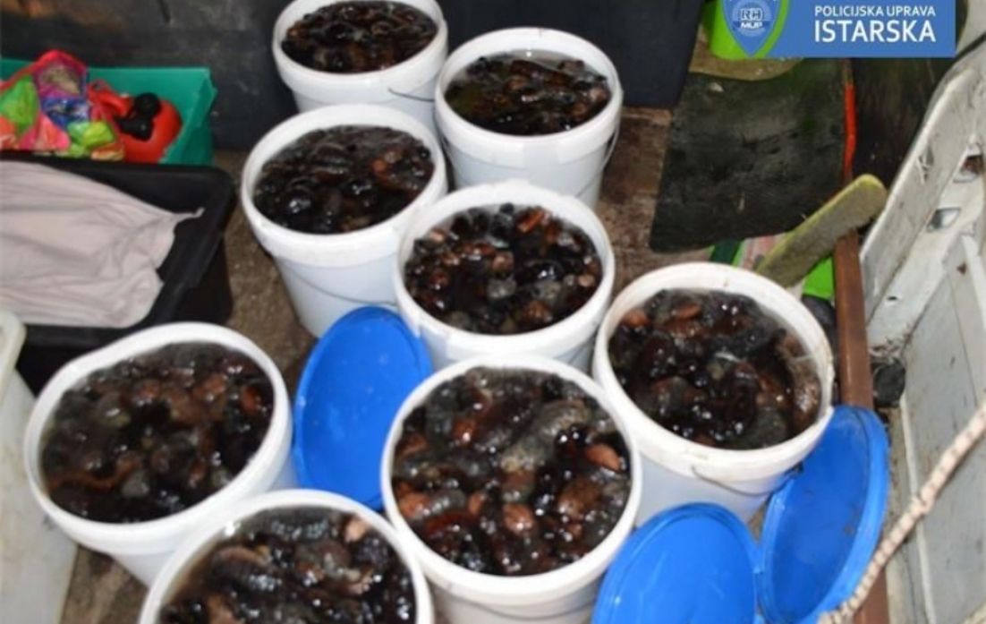 ROVINJ Uhvaćen dvojac sa 158 kg morskih krastavaca!