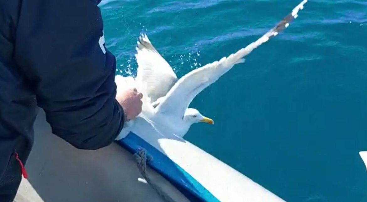 VIDEO Ribari spasili galeba, zapetljanog u plastičnu vrećicu