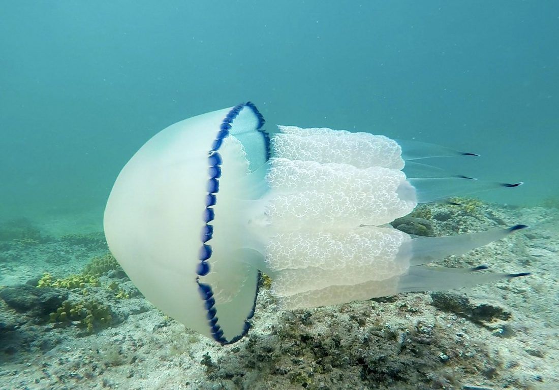 Na jednoj od gradskih plaža u Puli, pažnju plijenile meduze
