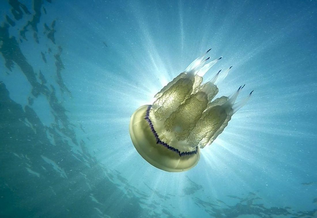 Najezda žarnjaka u Istri – Ribarske mreže napunjene morskim plućima