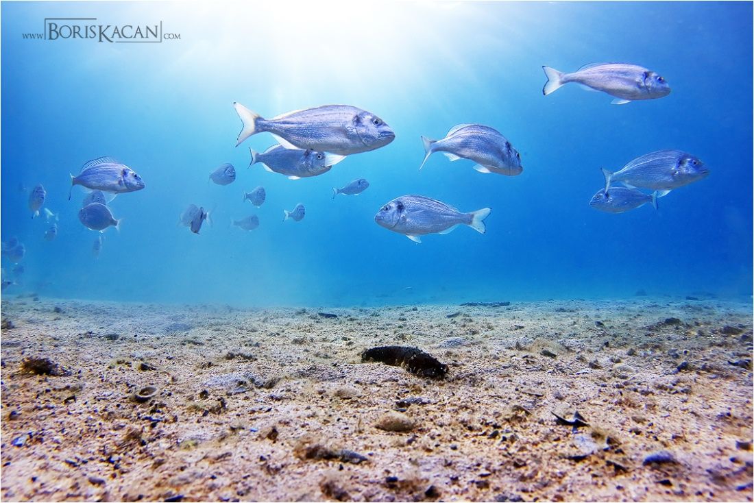 ROBOTI U OČUVANJU JADRANA Kako visoka tehnologija može pomoći u zaštiti biološke raznolikosti