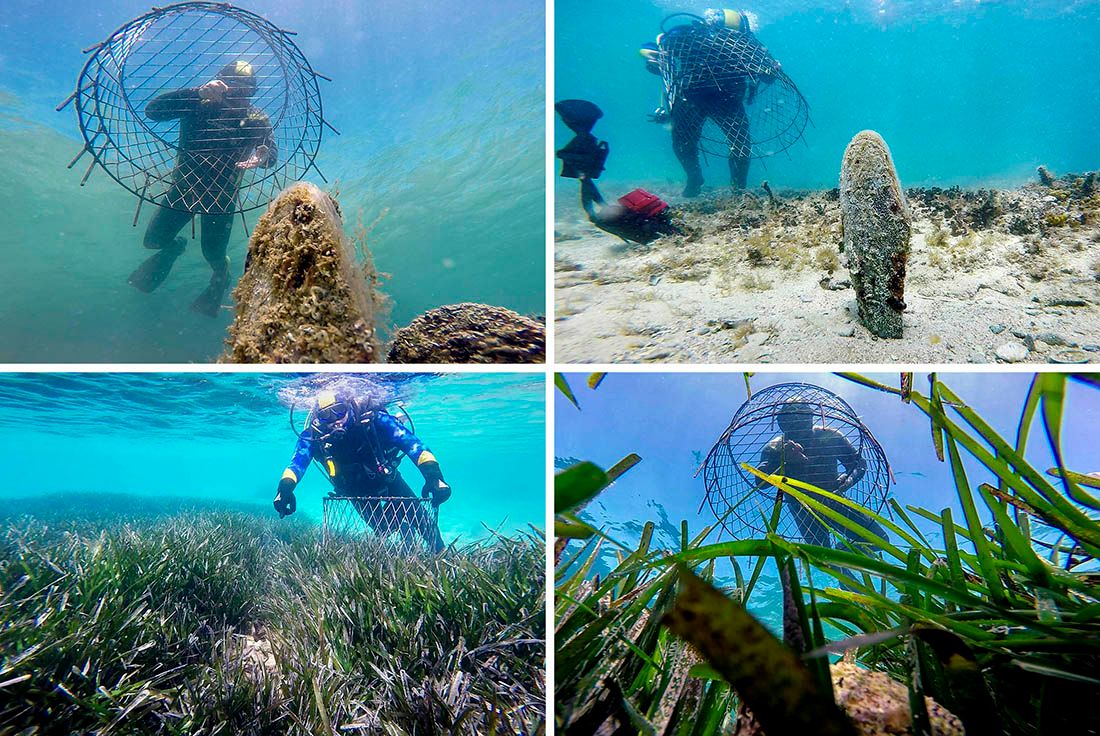 Četiri preživjele periske Tara, Sara, Mara i Pina zaštićene su kavezima