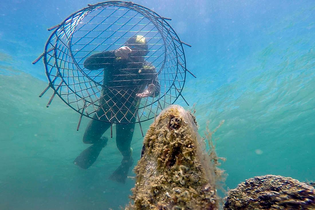 OGRADIT ĆE JE KAVEZOM Ronioci kod Privlake pronašli primjerak žive periske