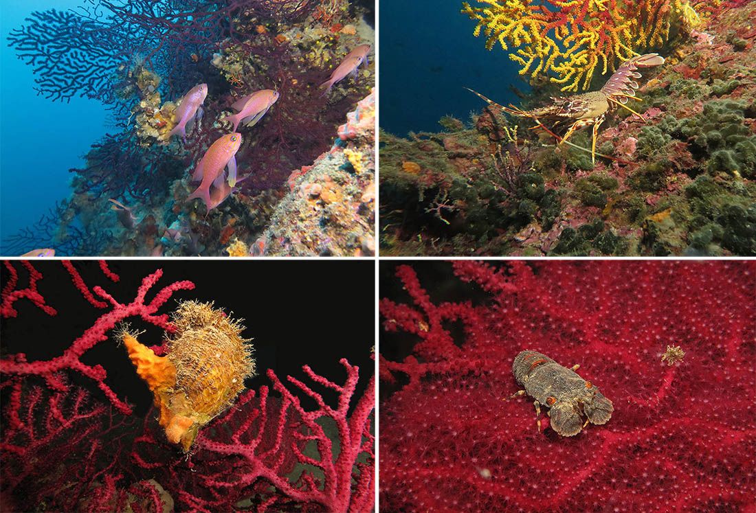 FOTO Možemo li sami uništiti naš ronilački  turizam?