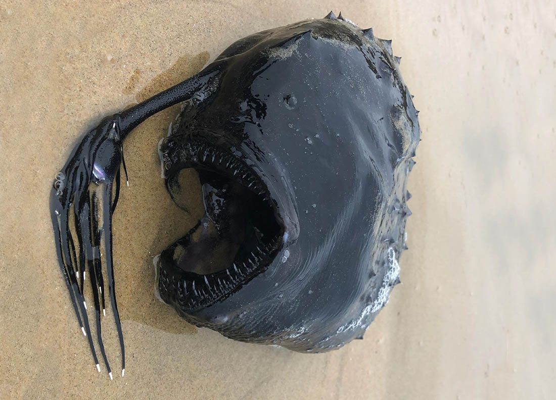 Stvorenje iz velikih dubina kao iz horor filma more izbacilo na plažu!