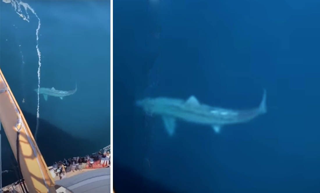 Panika na krstarenju zbog golemog morskog psa