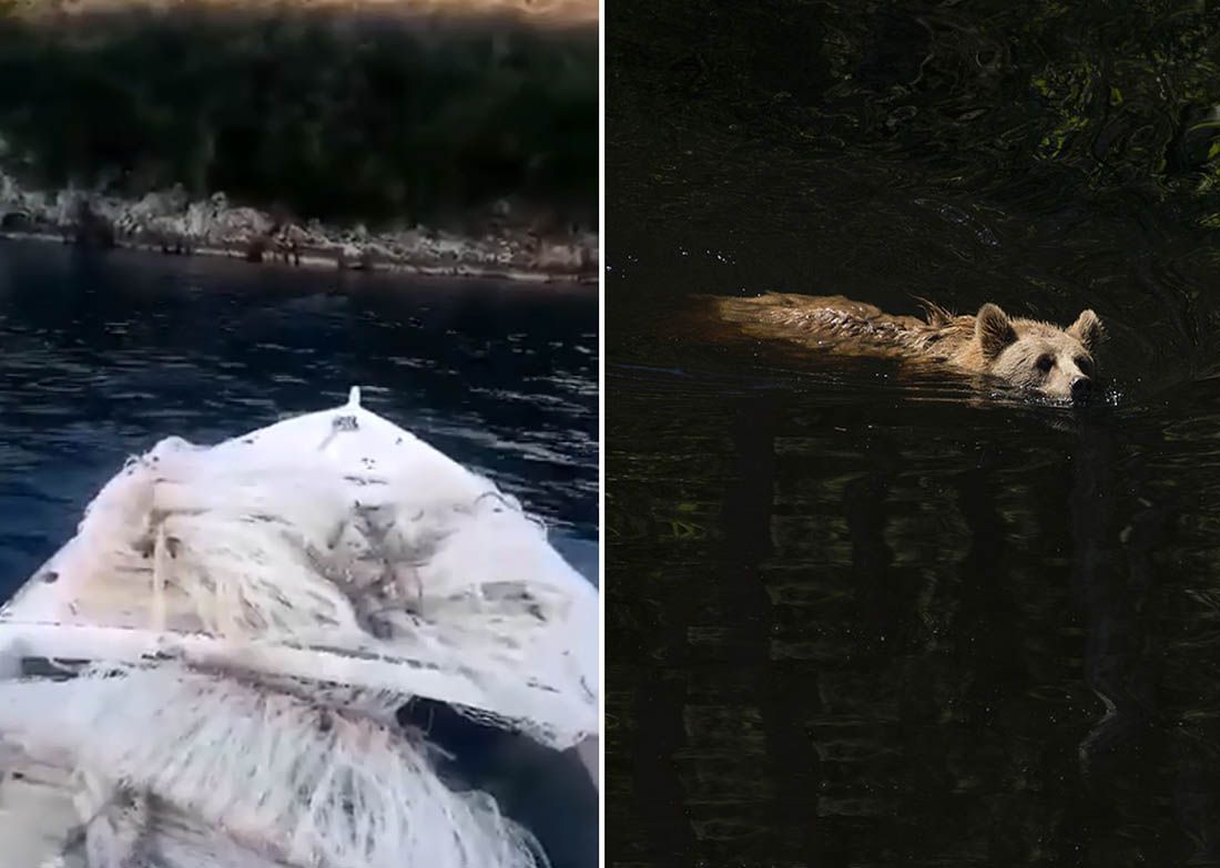 VIDEO Medvjed svratio do uzgajališta školjaka u Malostonskom zaljevu, okupao se i otišao