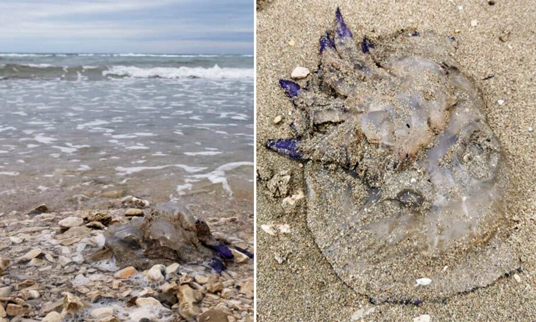 Što se nasukalo na plažu Savudrije? “Mislila sam da se radi o meduzi, no nije…”