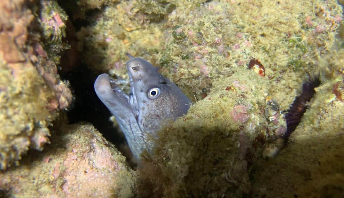 Stalna populacija murina u Istri potvrđuje klimatske promjene