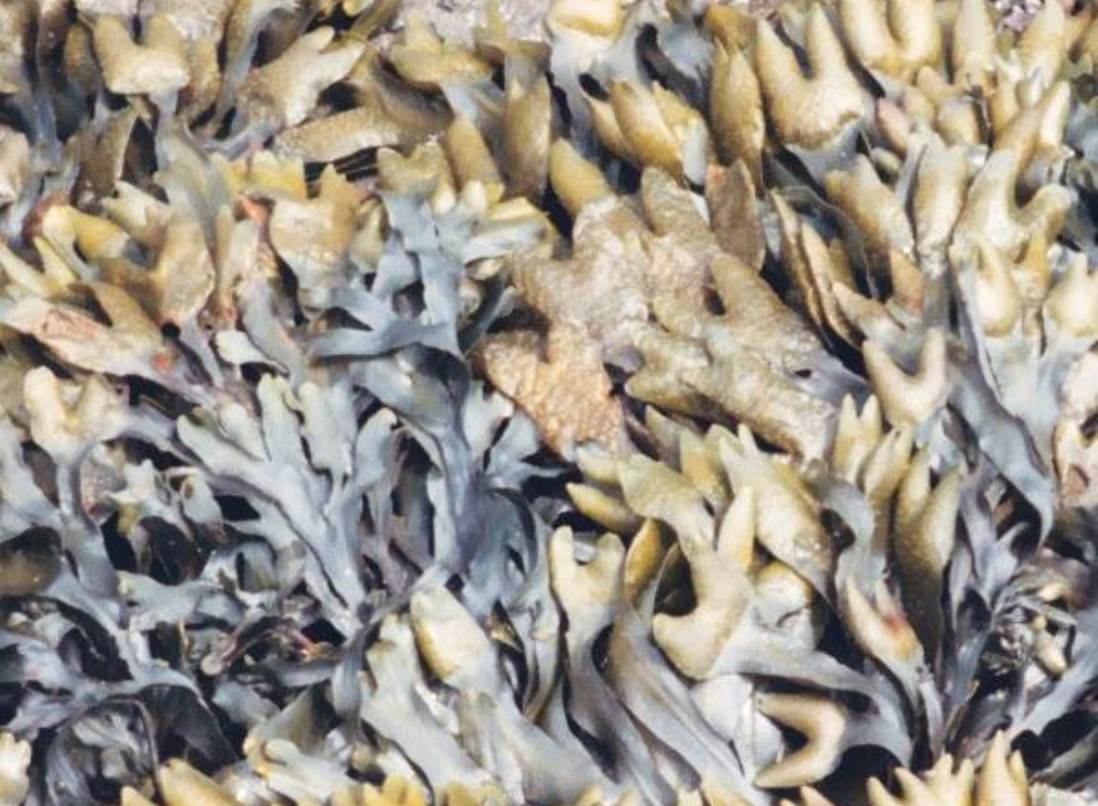 POŠUMLJAVANJE MORA: Rovinjski znanstvenici alge uzgojene u laboratoriju naselili u more