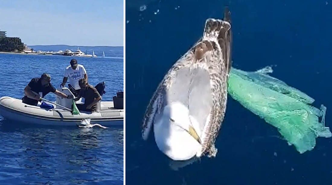 VIDEO Neobična akcija spašavanja na moru ispred Podstrane