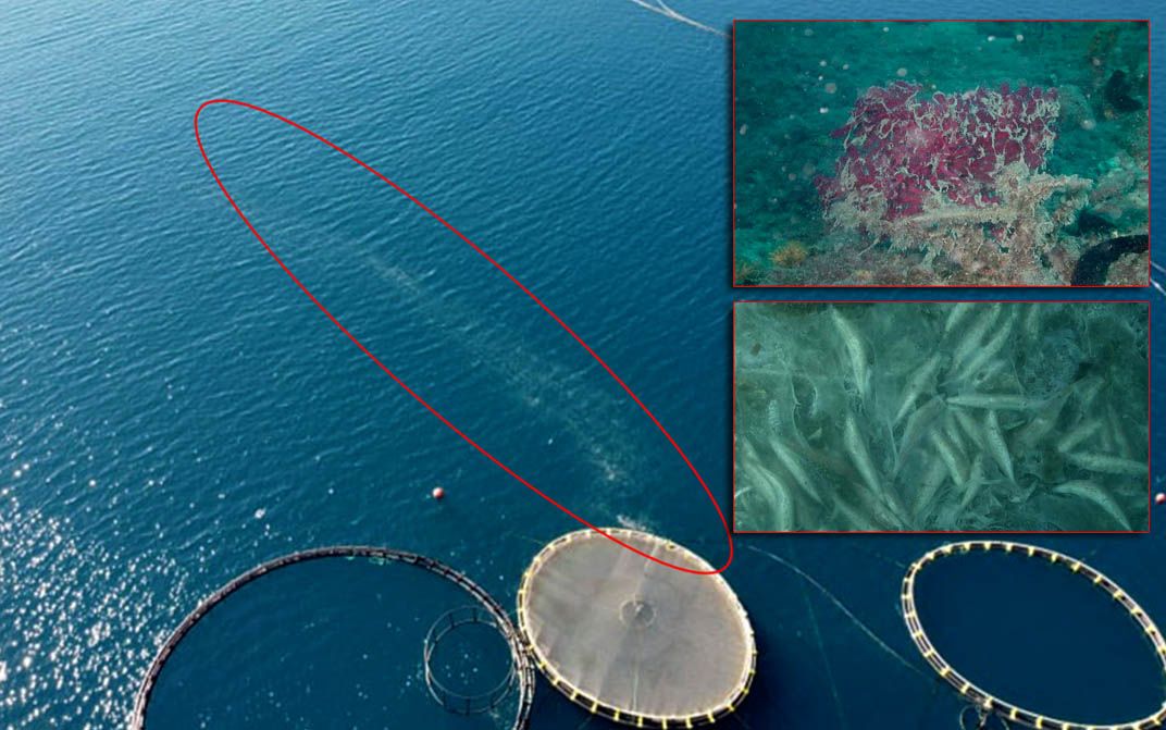 Imamo nove dokaze zagađenja mora uz uzgajališta: “Riblje lešine i raspadnuta hrana za tune prekrivaju morsko dno”