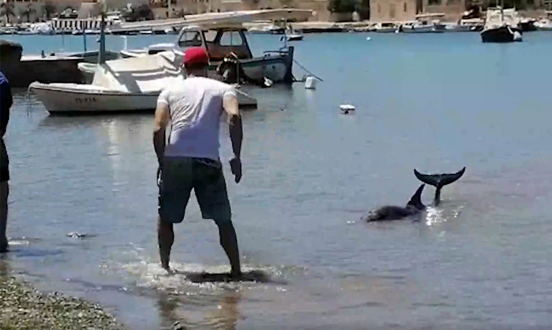 PLEMENITA GESTA Dupin se nasukao u plićaku, dvojica Velolučana mu spasili život