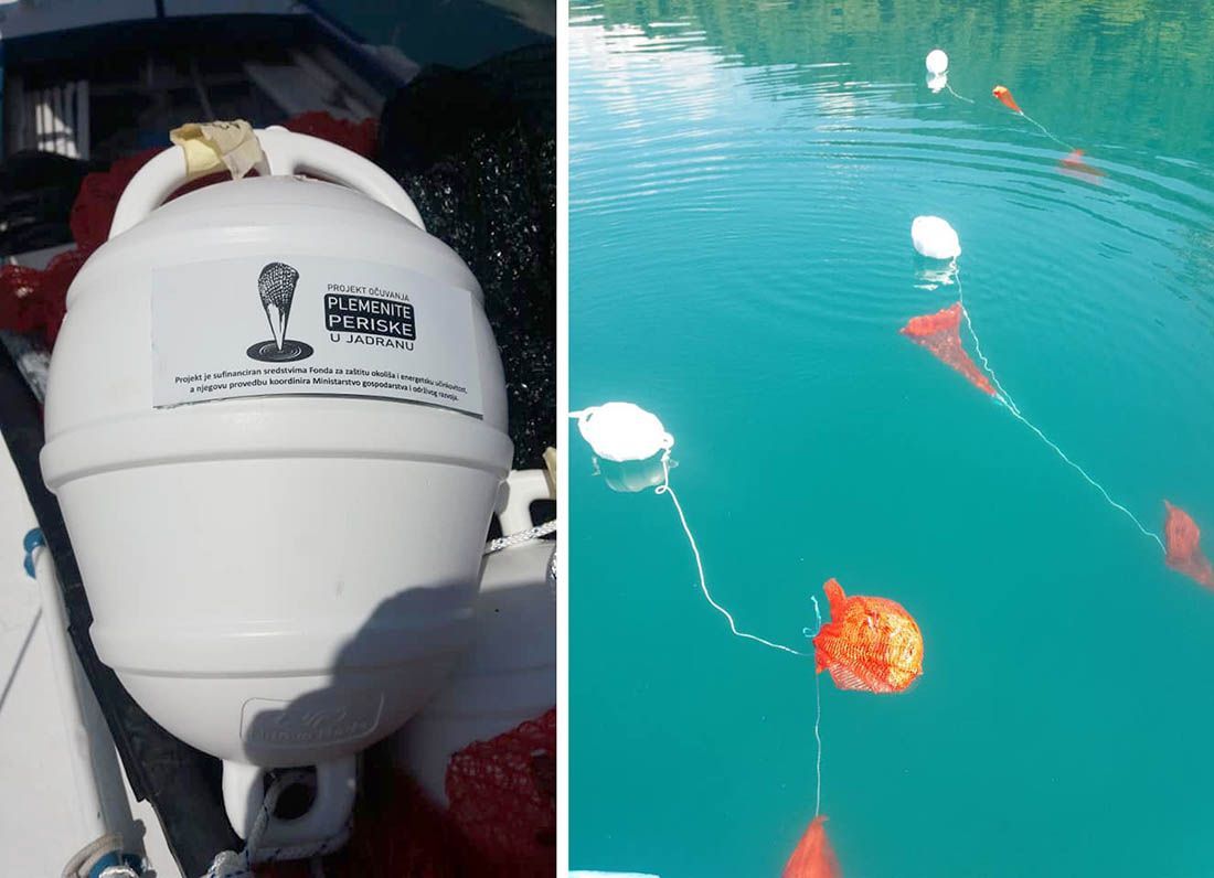 PODGORA Postavljene plutače s kolektorima za prikupljanje mlađi plemenite periske