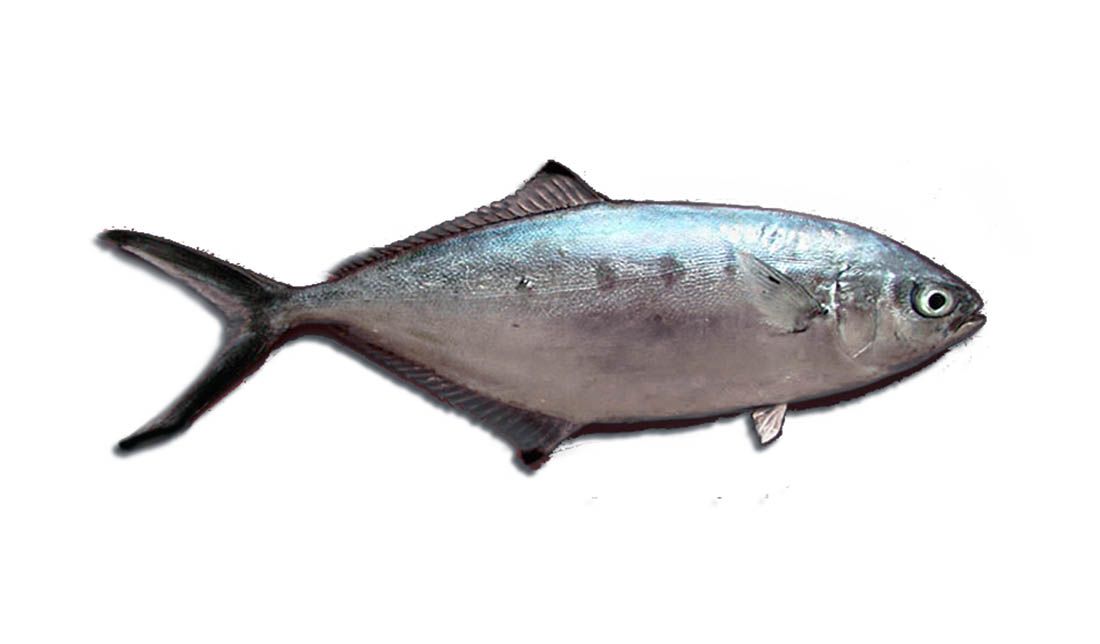 U Bakru ulovio ribu koja je zbog globalnog zatopljenja stigla i u Sjeverni Jadran