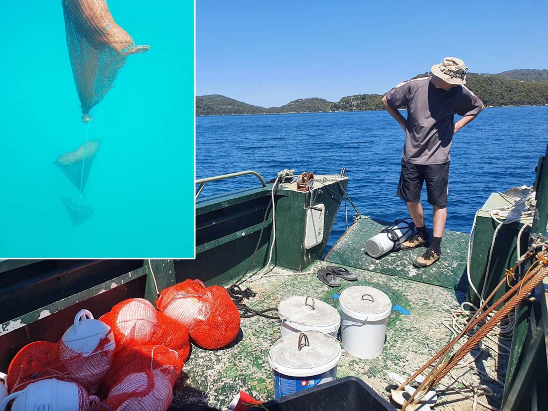 U Velikom mljetskom jezeru postavljeni kolektori za hvatanje mlađi periske