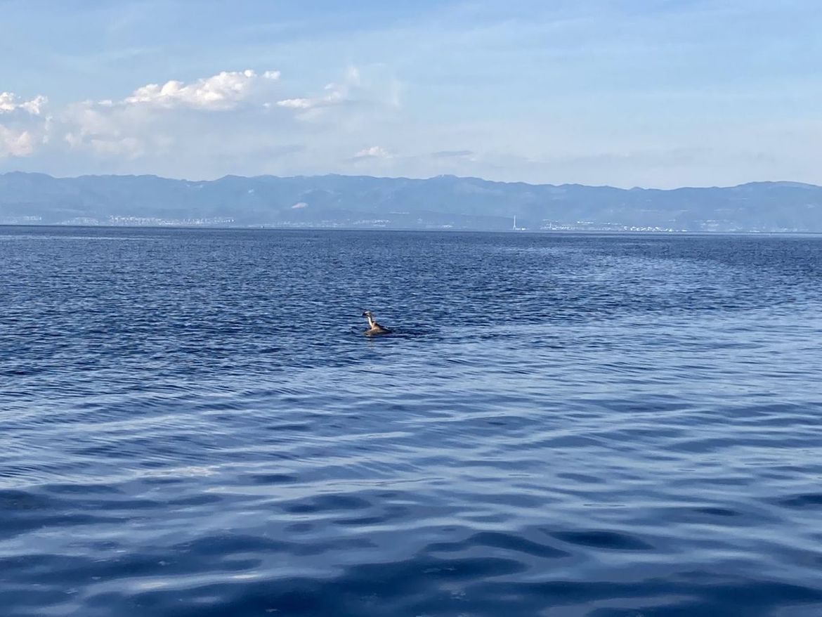 Iz mora spašen bjeloglavi sup!