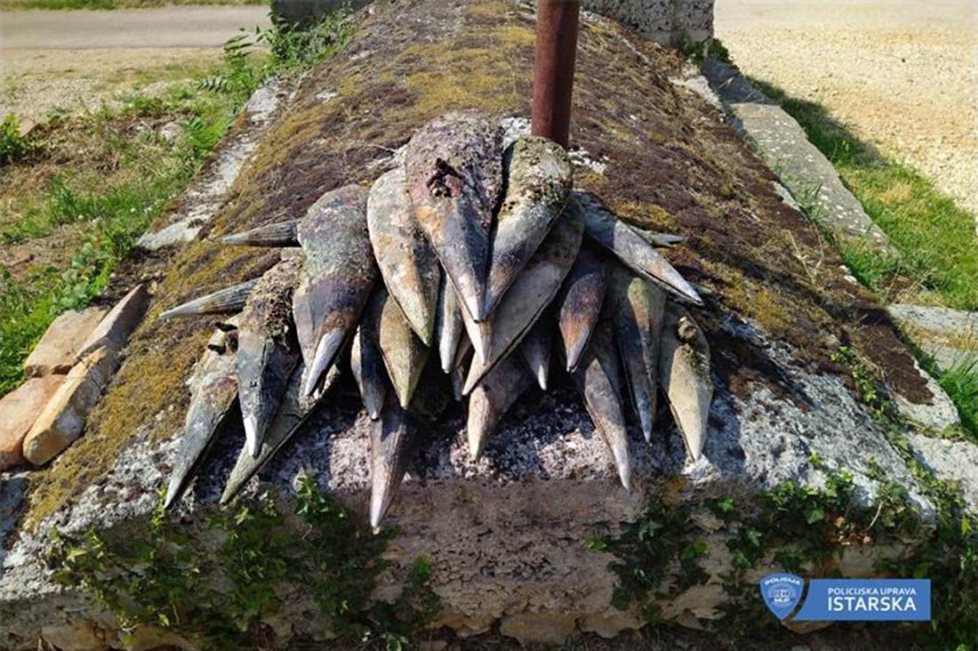 Poljak iz mora iščupao 26 ljuštura plemenitih periski!