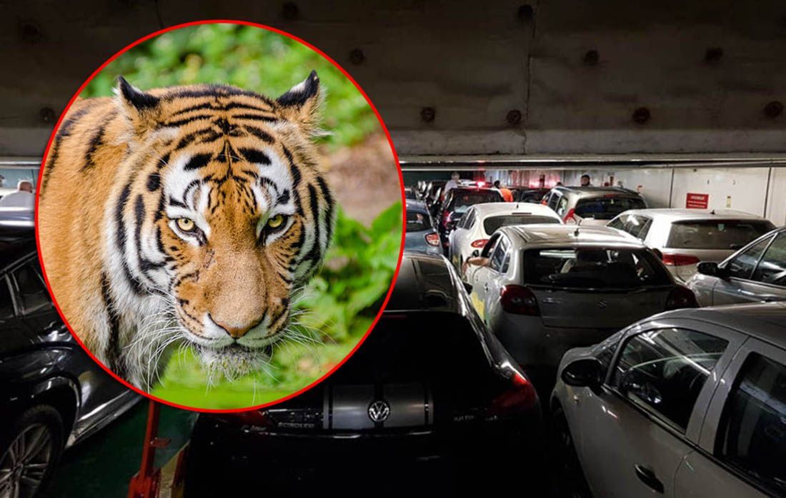 PRIJATELJI ŽIVOTINJA DIGLI PRIJAVU “Scena tigra na trajektu je grozna stvarnost ‘zaštitite životinja’ u Hrvatskoj”