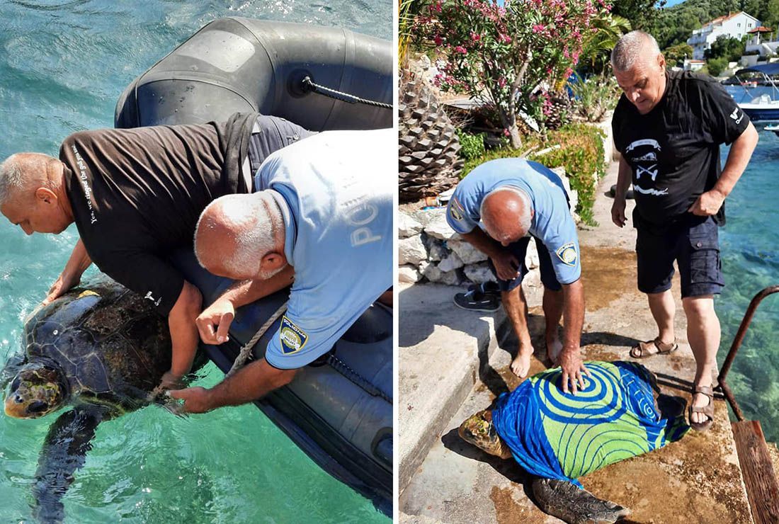 FOTO Zajedničkim snagama spasili veliku glavatu želvu