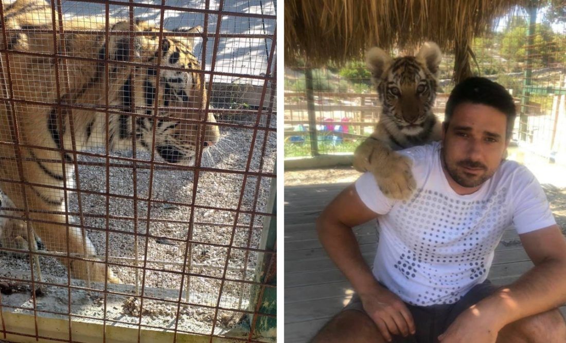 Tipa koji je na Hvaru držao tigra pozvali na sud