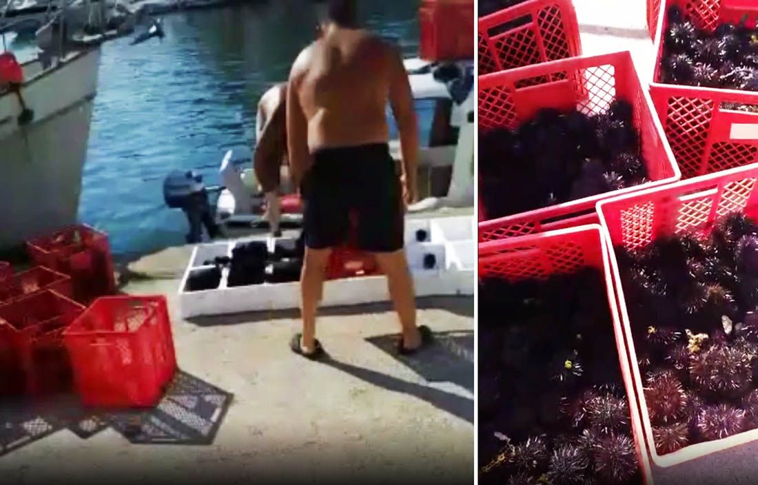 Oko Paga vade ogromne količine ježeva i prodaju skupim restoranima – Evo što kažu zakoni…