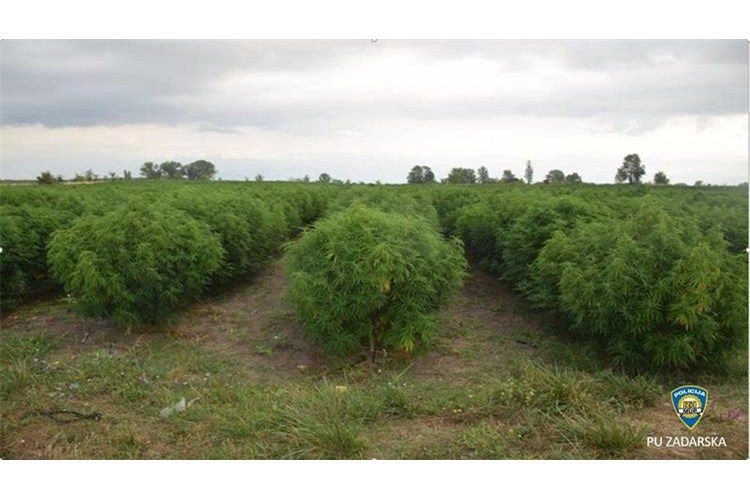 VIDEO U okolici Zadra otkrivena dosad najveća plantaža marihuane na području županije – i to na državnoj zemlji