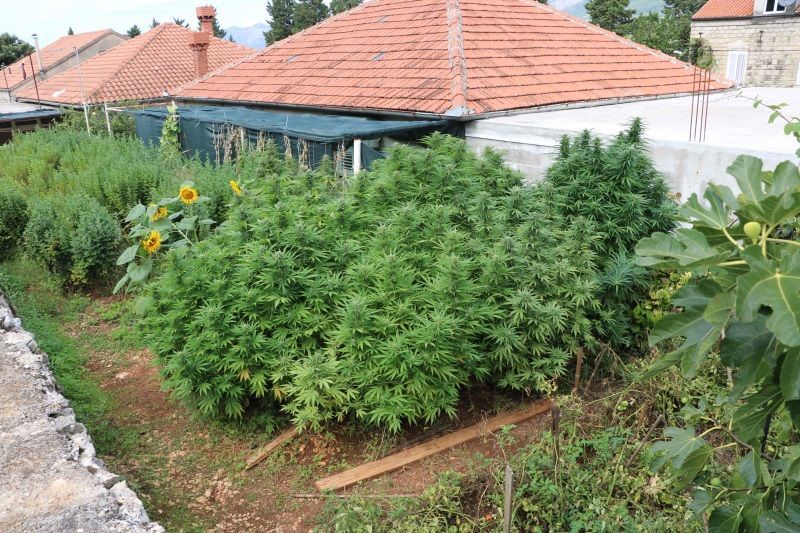 Konavljanin zasadio šumicu marihuane iza kuće, među smokvama