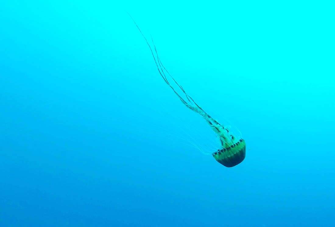 VIDEO Rijetka snimka kompas meduze u luci Plomin