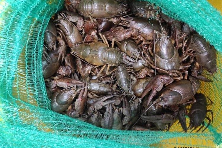 Policija kod Benkovca zaplijenila 12 kilograma zaštićenih rakova – Uhićena trojica muškaraca