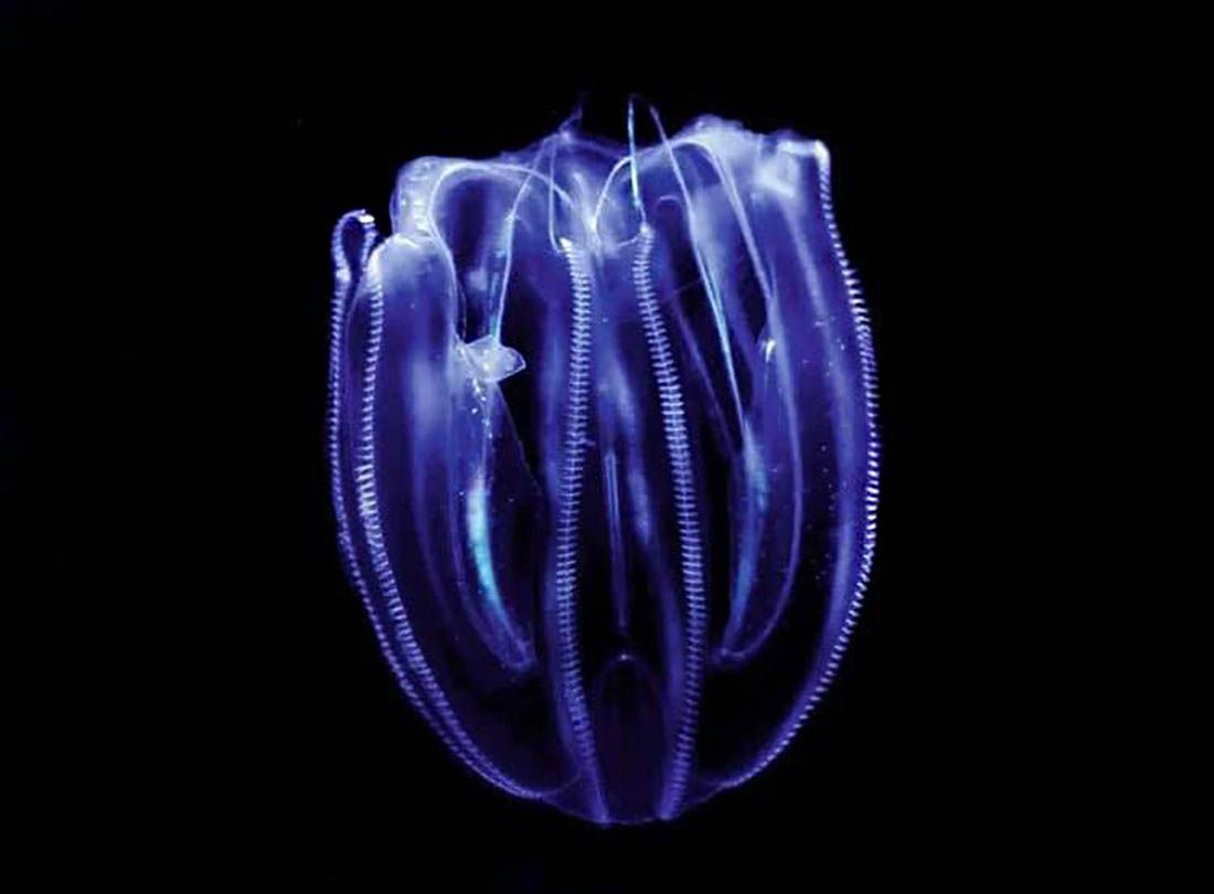 Hrvatski znanstvenici smišljaju kako zaustaviti nekontrolirano širenje invazivnih rebraša