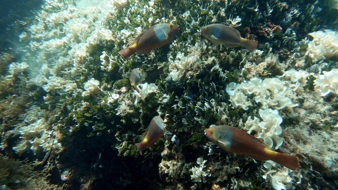 Čudnovate ribe u Jadranskom moru