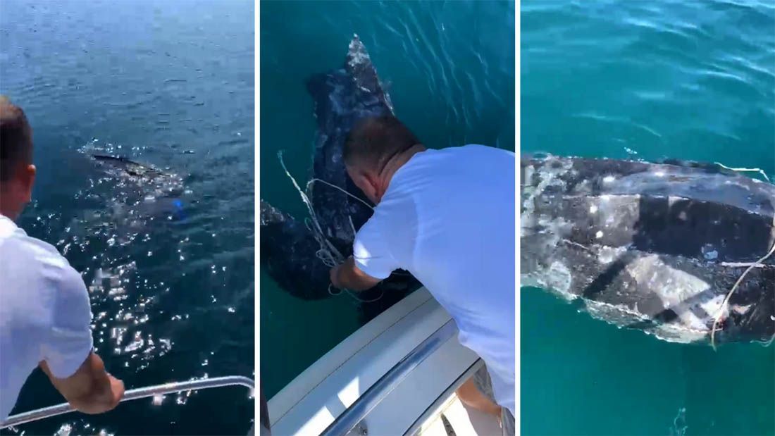 VIDEO Spašena najstarija kornjača na svijetu – Zapetljala se u ribarske mreže