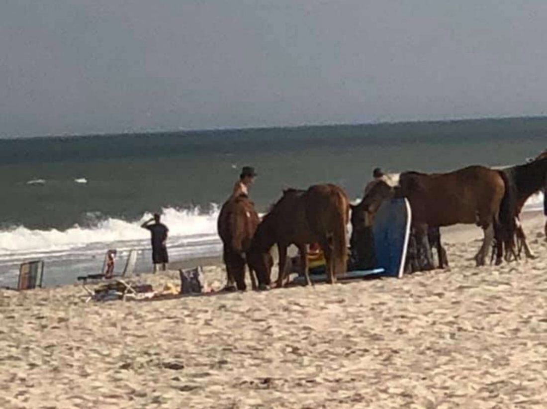 FOTO Divlji konji teroriziraju turiste na plaži – Čekaju da odu spasioci pa navale na turističke torbe