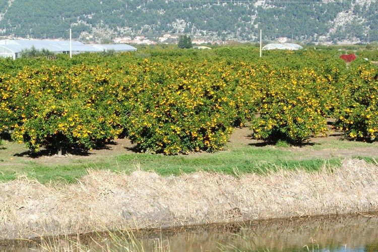 PAD PROIZVODNJE VOĆA I POVRĆA Od voća, porasla je samo proizvodnja mandarina