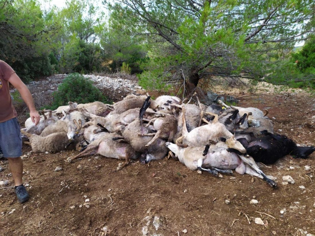 TUŽNI PRIZORI Munja na Braču pobila stado ovaca