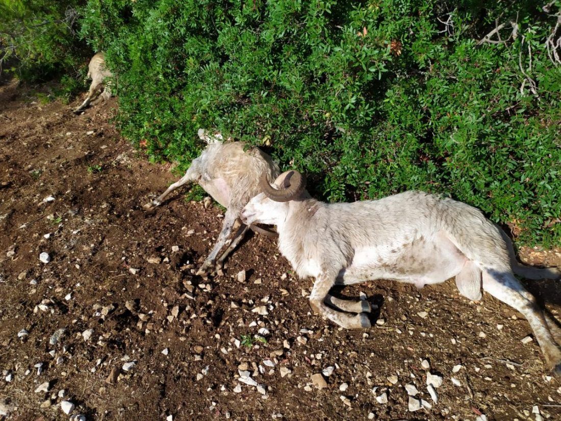 Bračaninu kojem je munja ubila ovce, kolege ovčari skupili i donirali 50 mladih janjica